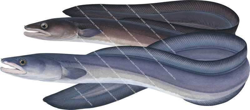 Illustration of the Eastern Conger Eel and Southern Conger Eel,Conger wilsoni and Conger verrauxi on white background and clipping path, alive position.