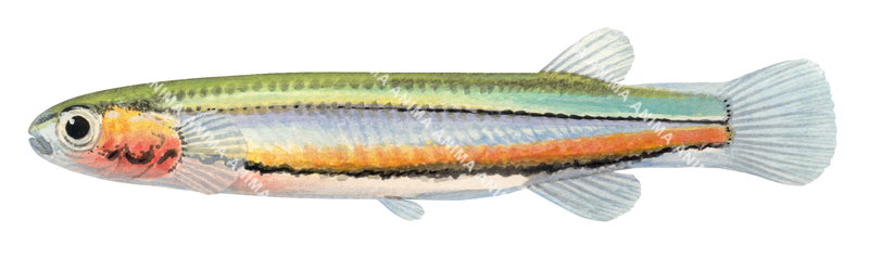 A close-up illustration of a Eastern Dwarf Galaxias,Galaxiella pusilla on white background, lateral view, colourful.