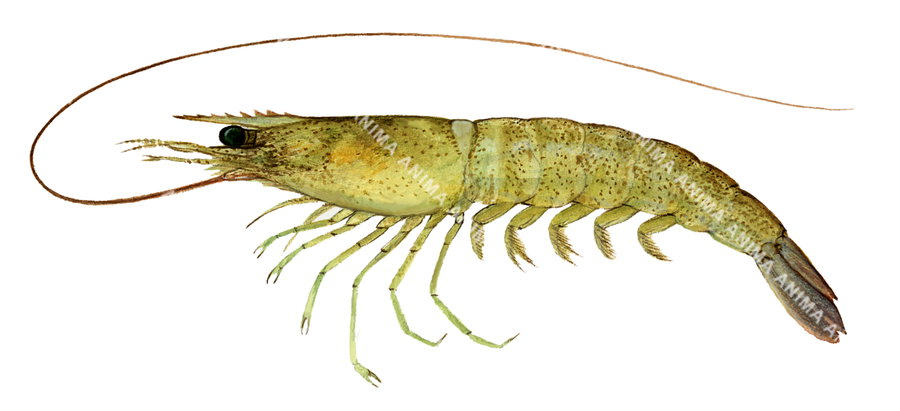 Illustration of the Eastern King Prawn-1,Melicertus plebejus, on white background, its body is yellow-green, side view.