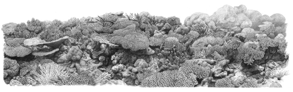 A fine art print of the Ellison reef, Queensland, Great barrier reef, underwater life size coral in black and white.
