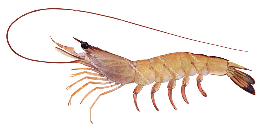 A close-up illustration of an Endeavour Prawn,Metapenaeus ensis shown in profile against a white background, body with pink and orange colouring.