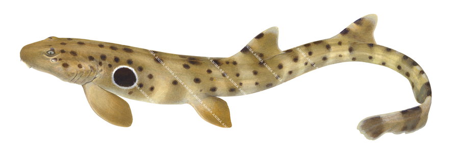 realistic illustration of the Epaulette Shark-1,Hemiscyllium ocellatum, alive position, colourful.