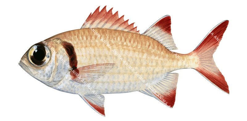 A fish illustration on white background of Epaulette Soldierfish,Myripristis kuntee, side view, colourful.
