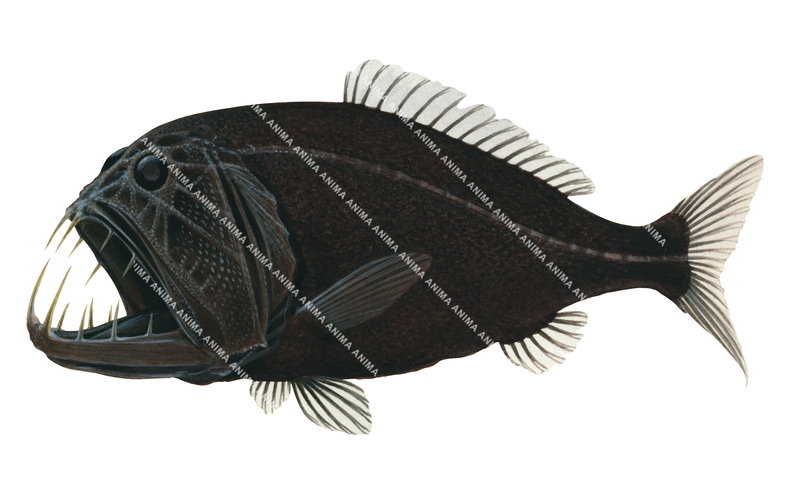 An accurate fish illustration of the Fangtooth,Anoplogaster cornuta on white background, lateral view.Its mouth is open with enormous fang-like teeth.