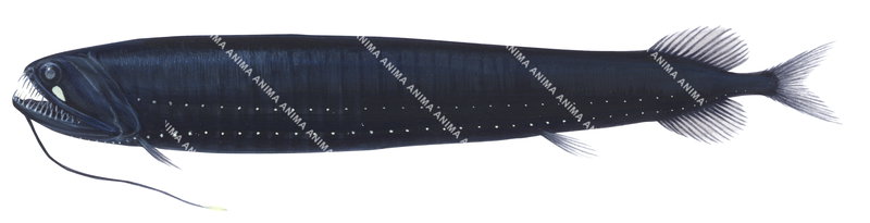 Fish illustration on white background of the Fangtooth Dragonfish, Melanostomias niger.Lateral view and its body is black with white spots on its lower side.