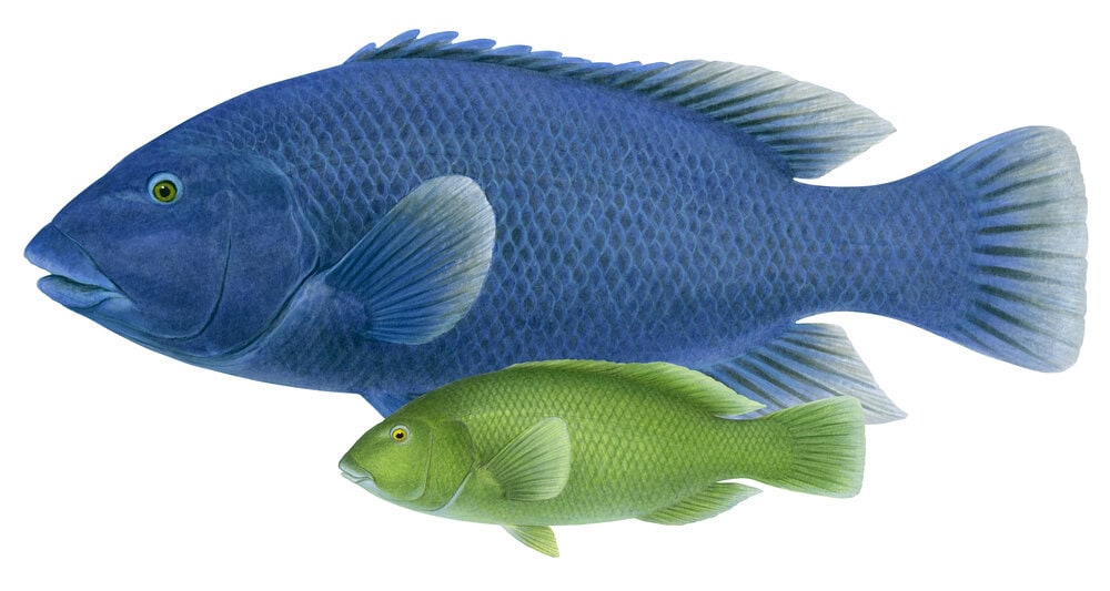A print of two Blue Groper illustrations on white background, a larger blue fish adult behind and a juvenile green fish in front.