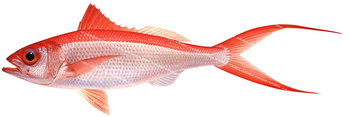 An accurate illustration of the Flame Snapper. The fish has red and pink colouring with a long fork caudal fin displayed on white background.