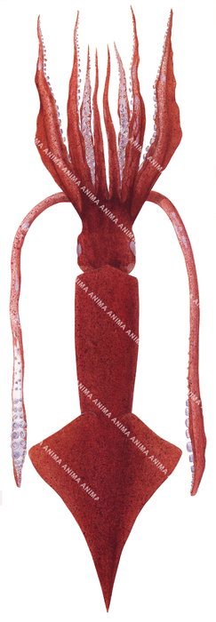 A dordal view illustration of the Flying Squid, its skin is reddish-burned orange colour depicted on white background.