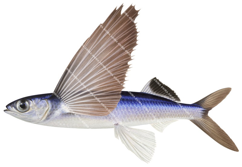 A detailed accurate illustration of the Flyingfish side view on white background. Its large fins deployed.