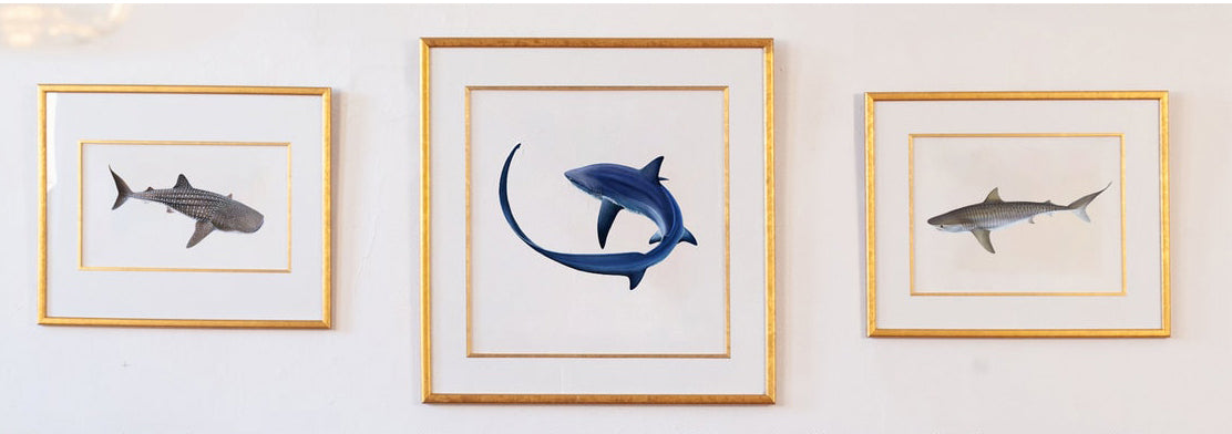 Framed prints of Tiger Shark, Thresher Shark, Whale shark