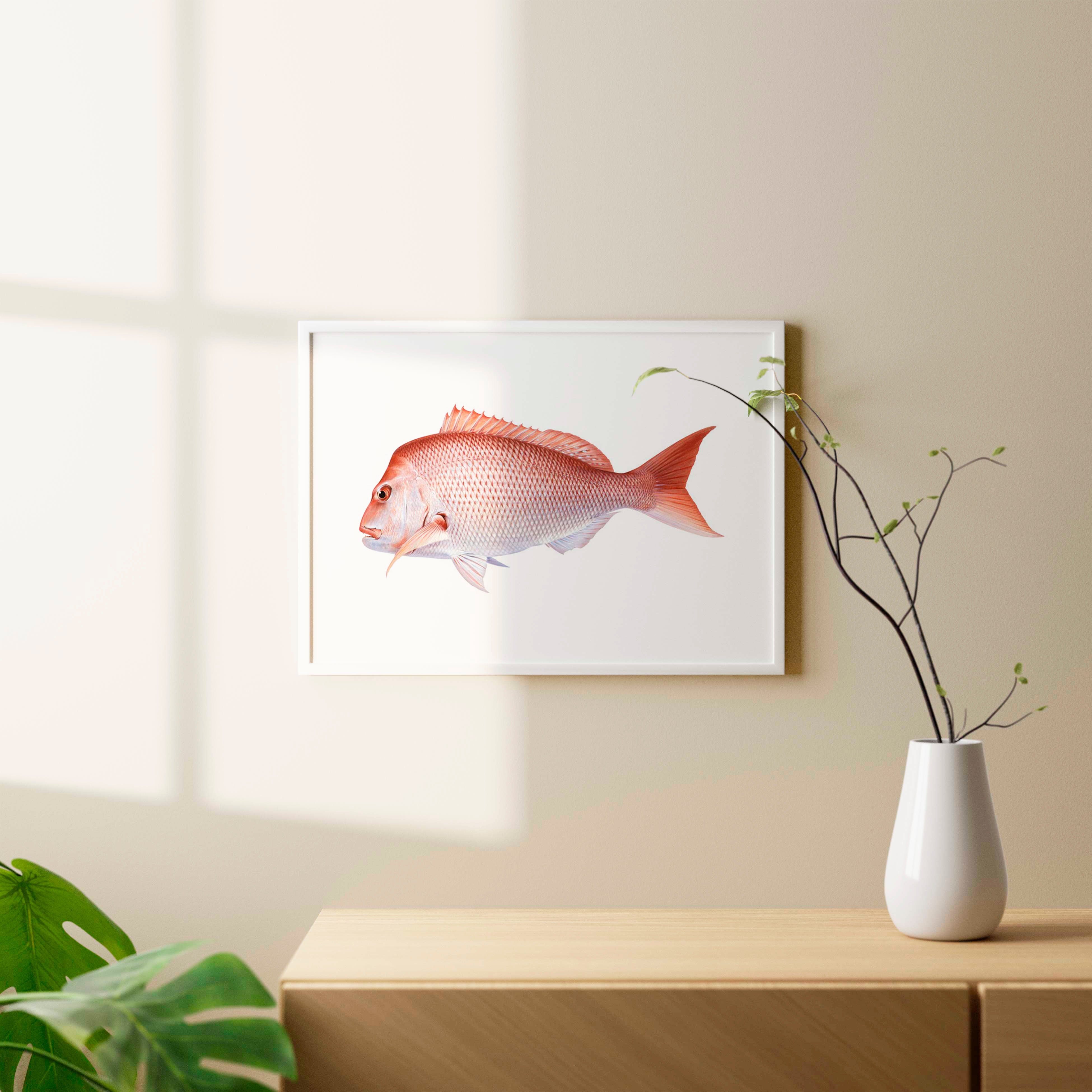 Museum quality beautiful marine life print of the swimming Pink Snapper by Roger Swainston