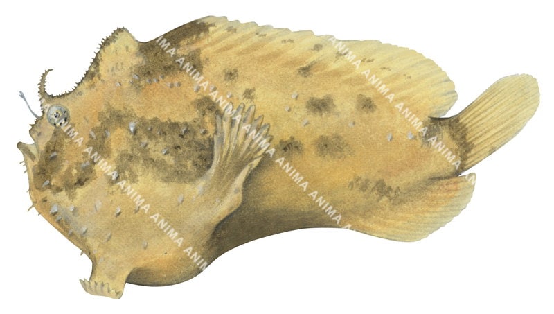 A fish illustration of Freckled Anglerfish,Antennarius coccineus with its rounded, globe-shaped body and has pectoral fins are leg-like. Side view.