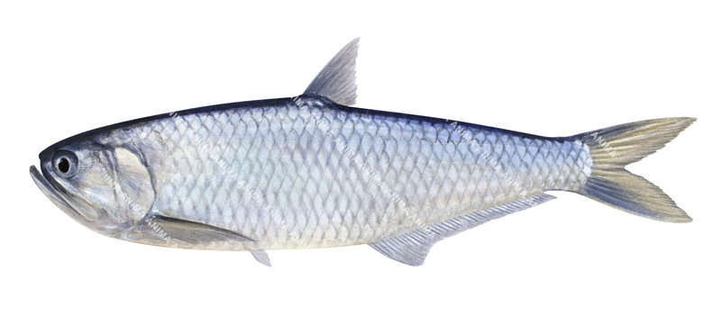 Fish illustration on white background of the Freshwater Anchovy,Thryssa scratchley,side view, colourful.