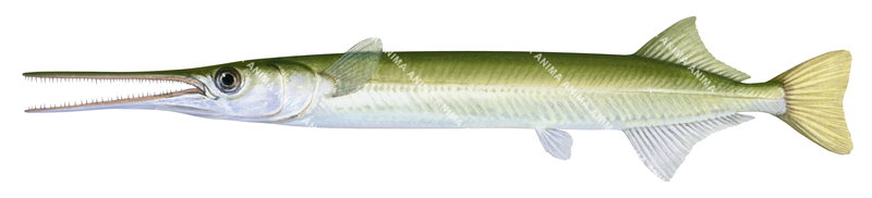 Scientific illustration of a Freshwater Longtom,Strongylura krefftii, both the upper and lower jaws are elongated to form a beak. Its body is mainly yellowish and green colours.