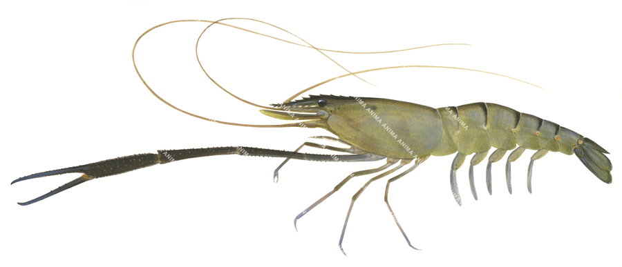 A side view illustration of the Freshwater Prawn, its carapace has a greenish to brownish grey color. The freshwater Prawn has an long extended leg with its claw.