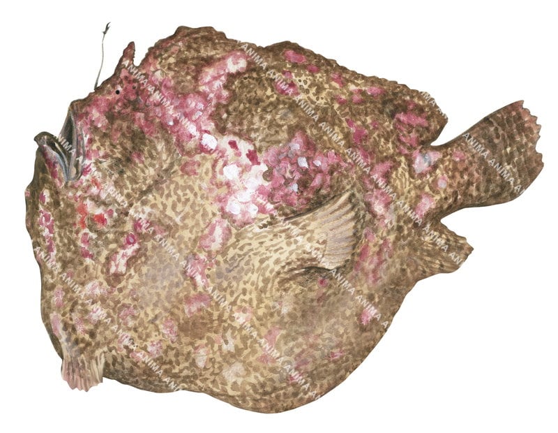 An accurate illustration of the Giant Anglerfish,Antennarius commersonii, side view with his large, almost vertical mouth that it is lined with villiform teeth.