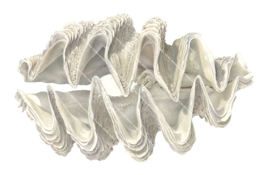 Fine Art print of the Giant Clam on Archival paper by Roger Swainston, live size available.