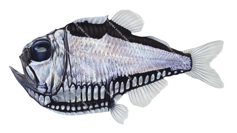 Fish scientific illustration on white background of the Giant Hatchetfish,side view, colourful with black,white and light pink colouring.
