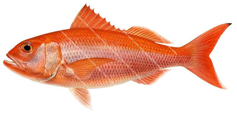 A scientific illustration of a Ruby Snapper on white background with its bright red colour body, large eye, capturing the underwater style of Roger Swainston.