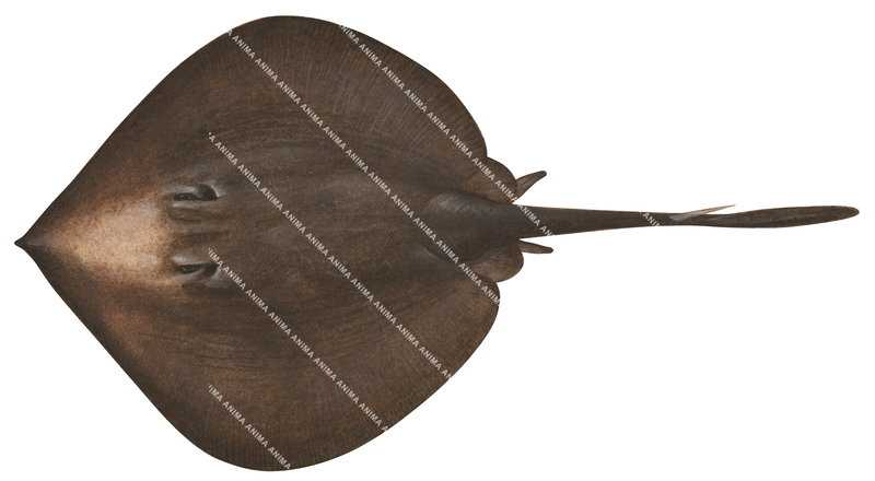 Giant Stingaree,Plesiobatis daviesi, scientific illustration