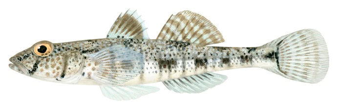 quality fish illustration of the Girdled Goby,Nesogobius maccullochi