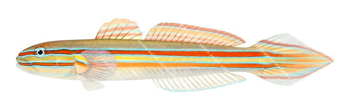 Immaculate Glider Goby-2