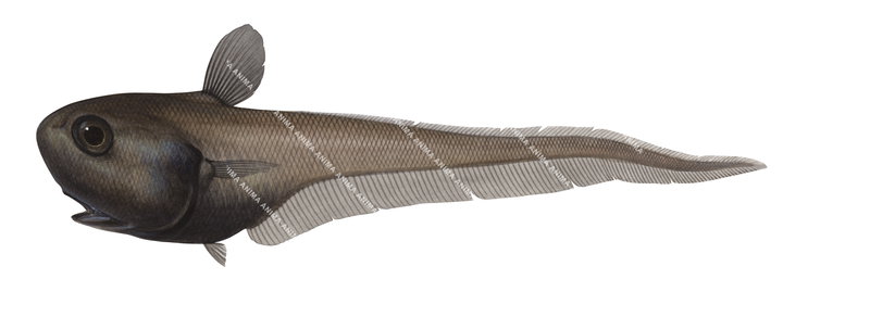 A fish illustration on white background of the Globehead Whiptail Cetonurus globiceps,lateral view, brown colour.
