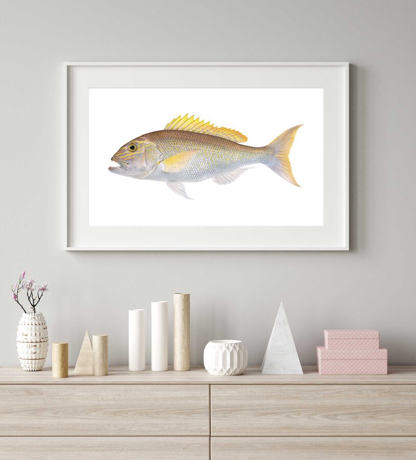 Framed Superb Fine Art print of the Goldband Snapper by Roger Swainston