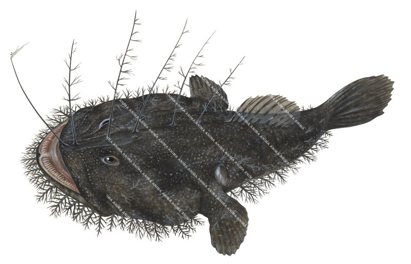 A realistic illustration of the Goosefish,Lophiodes naresi, dorsal view and open mouth, mainly dark brown colour with pale spots.