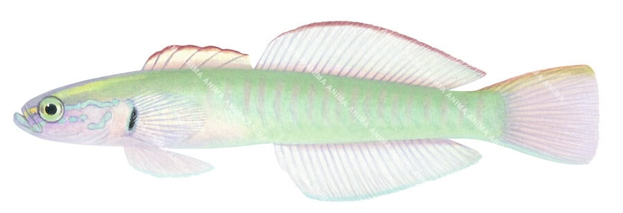 Greeneye Dartgoby-2,Ptereleotris microlepis fish illustration by roger swainston