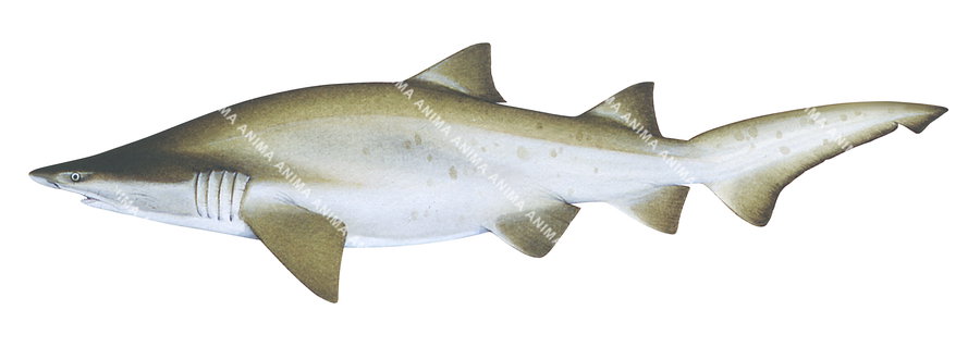 Realistic scientific illustration of the Grey Nurse Shark,Carcharias Taurus, side view.