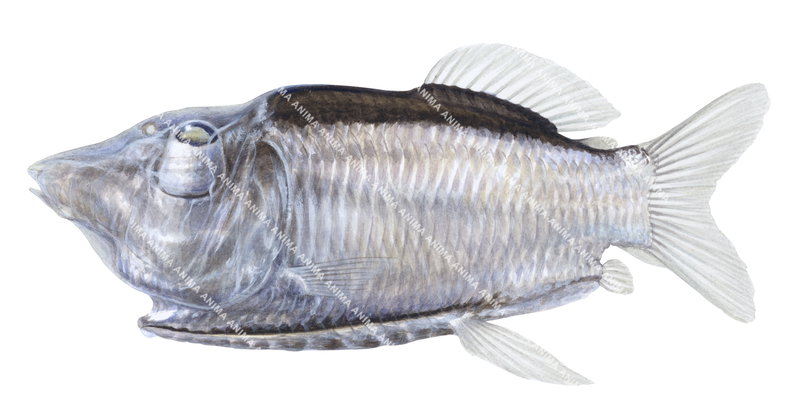 A scientific illustration of the Grimaldi's Barreleye,Opisthoproctus grimaldi on white background, lateral view, colouful.