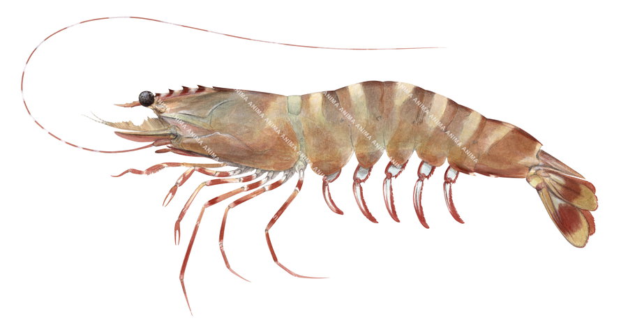 An illustration of the Grooved Tiger Prawn,shown in profile against a white background with fine anatomical details, side view , mainly light brown body colour with darker brown stripes.
