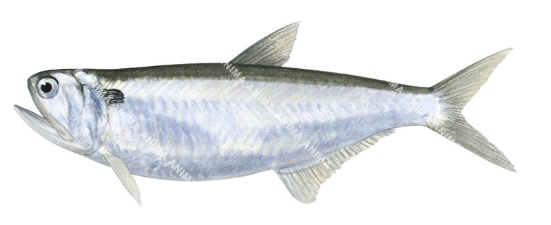 Fish illustration on white background of the Hamilton's Thryssa,Thryssa hamiltonii,side view, colourful.
