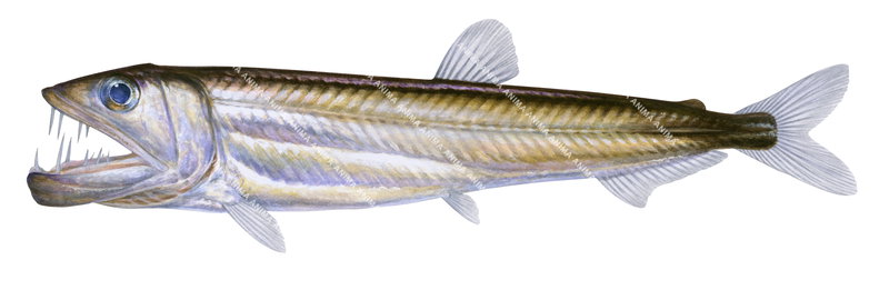 High quality scientific illustration of the Hammerjaw,Omosudis lowii, white background and lateral view, its mouth is open and show long teeth.