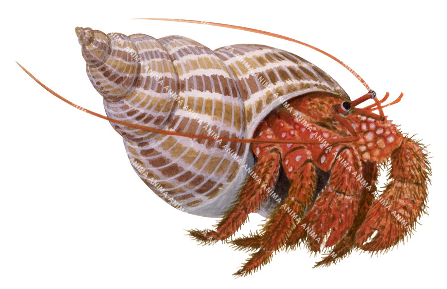 An illustration of the Hermit Crab. it occupies an empty shell to protect its fragile exoskeletons. It is mostly orange colour with pale spots all over its body.