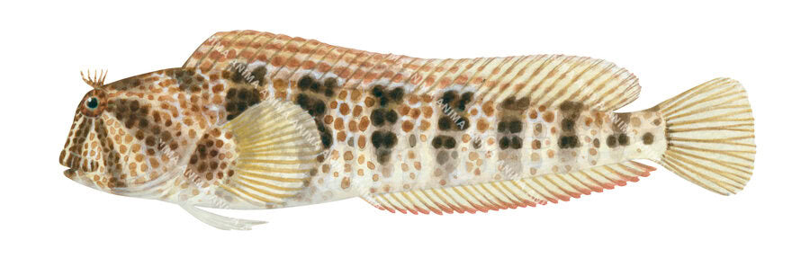 fish illustration of the Horned Blenny, Parablennius intermedius by Roger Swainston