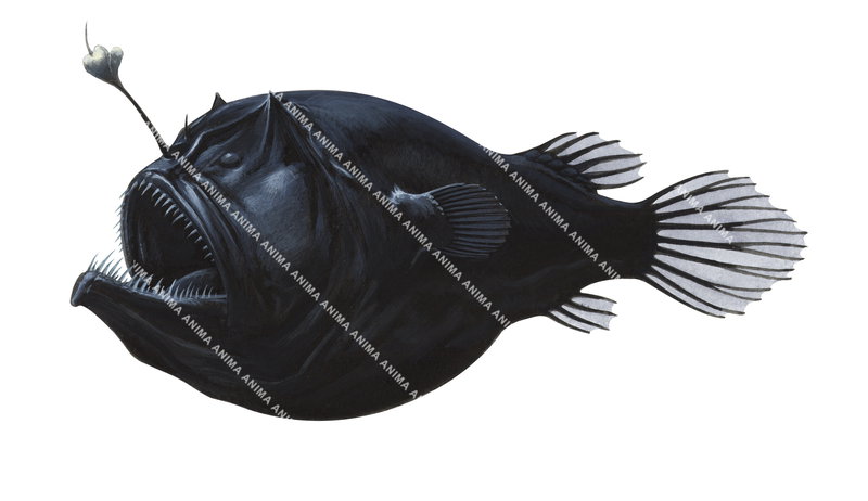 Scientific illustration of the Horned Two rod Angler,Diceratias bispinosus on white background,lateral view, black colour