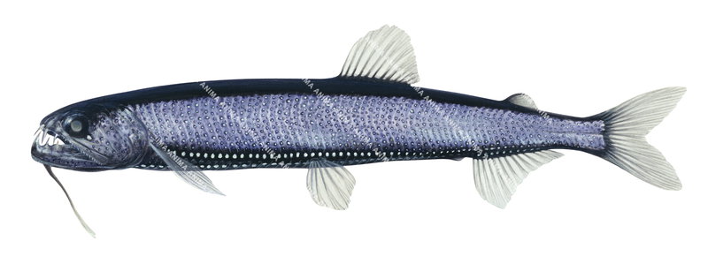 accurate illustration of the Ijimai's Snaggletooth,Astronesthes ijimai on white background, side view. Ijimai's Snaggletooth has two prominent photophores rows along the ventral surface. Mostly black and grey colouring.
