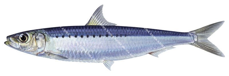 high quality accurate illustration of the Australian Pilchard, Sardinops sagax on white background, lateral view, colourful.