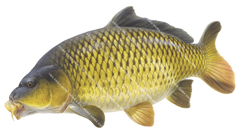 High Res Illustration by R. Swainston of Common Carp,Cyprinus carpio on white background and clipping path, alive position, colouful.