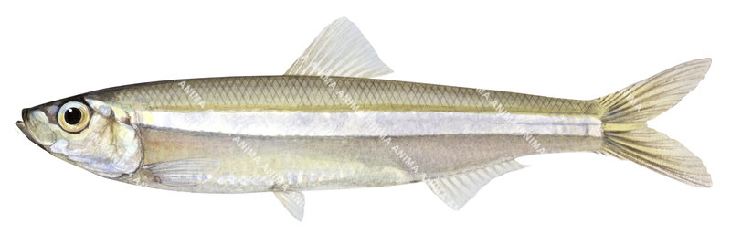 Fish illustration on white background of the Sandy Sprat,Hyperlophus vitttatus,side view, colourful.