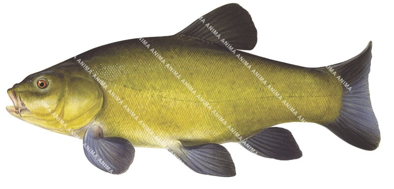 High resolution digital image of Tench/Tanche,Tinca tinca-1 on white background and clipping path, side view.