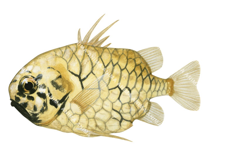 A fish illustration on white background of the Japanese Pineapplefish,Monocentris japonica,side view, colourful.