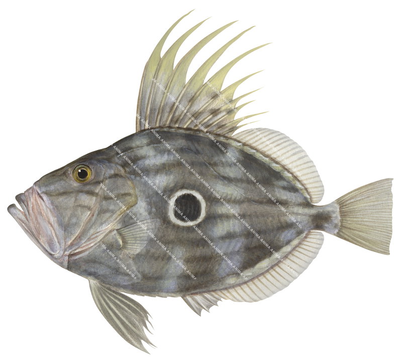An accurate illustration of the John Dory, Zeus faber on white background with its very deep, almost circular body and a large dark spot on its side.