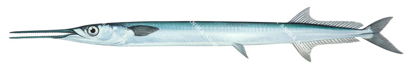 Scientific illustration of the Keeljaw Longtom,Tylosurus acus,side view, mainly blue colour.