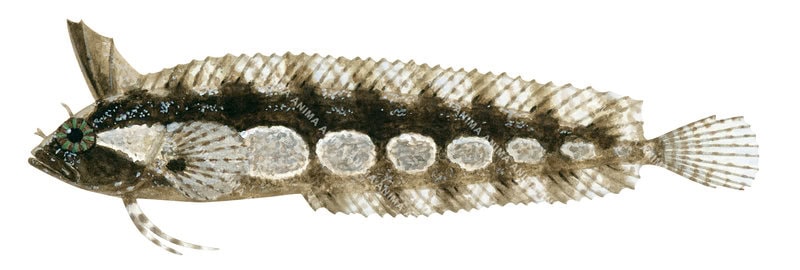 Marine life image of the Kuiter's Weedfish,Heteroclinus kuiteri
