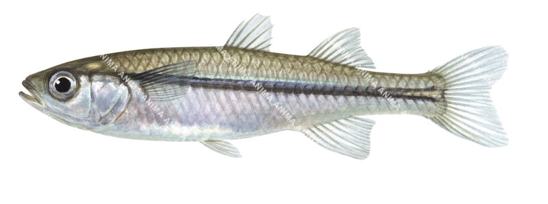 A detailed illustration of a Lake Eyre Hardyhead,Craterocephalus eyresii shown in profile against a white background,colourful.