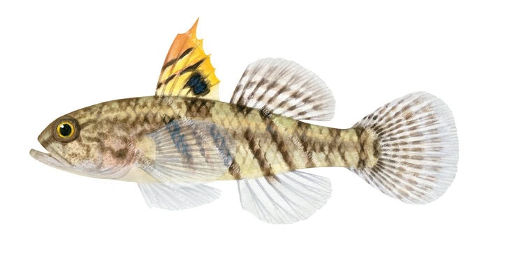 High quality illustration of the Largemouth Goby,Redigobius macrostoma by R. Swainston