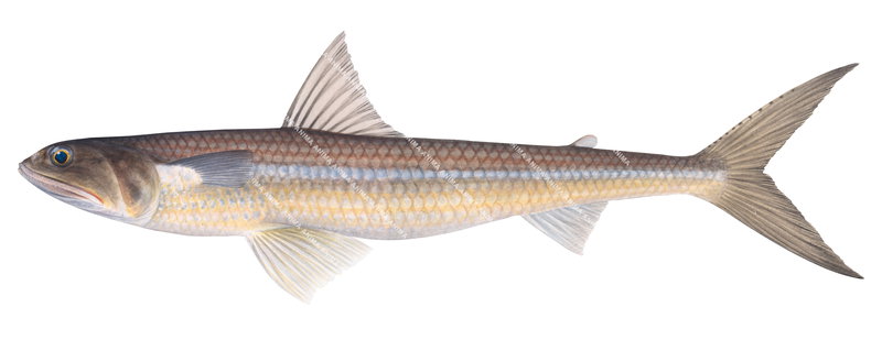 A high quality scientific image of the Largescale Saury,Saurida undosquami,lateral view, colourful.